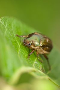 Close-up of insect on leaf