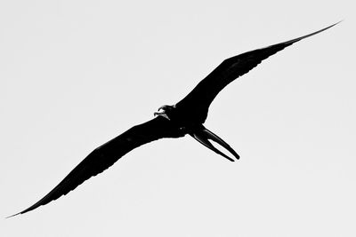 Low angle view of bird flying