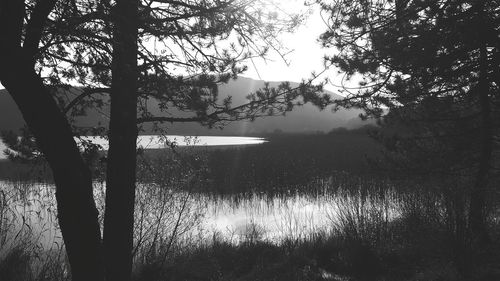 Scenic view of lake in forest against sky