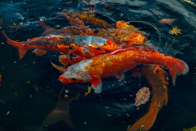 View of koi fish in water