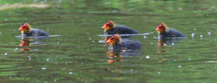 Ducks swimming in lake