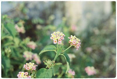 Close-up of flowers blooming outdoors