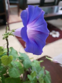 Close-up of purple flowers blooming