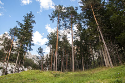 Low angle view of pine trees in forest