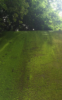 Trees on grassy field