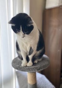 Close-up of a cat looking away