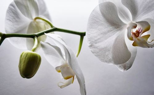 Close-up of white flowers blooming in park