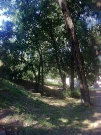 Trees in forest