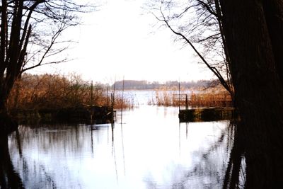 Reflection of trees in river