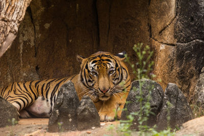 Tiger in a zoo