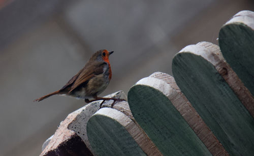 Close-up of bird perching on wood