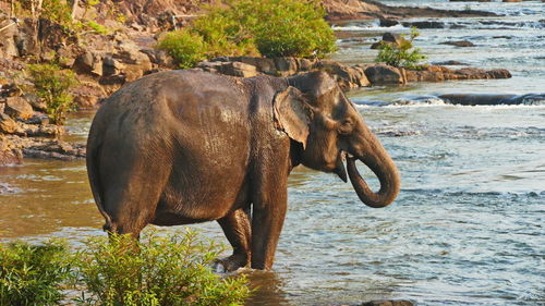 Elephant in a lake