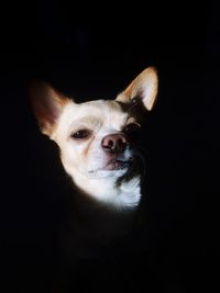 Close-up portrait of dog against black background