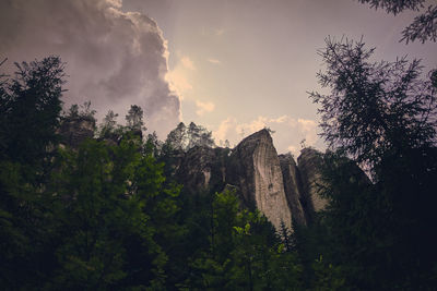 Panoramic view of forest against sky