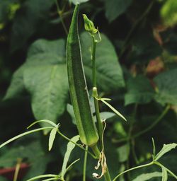 Close-up of insect on leaf