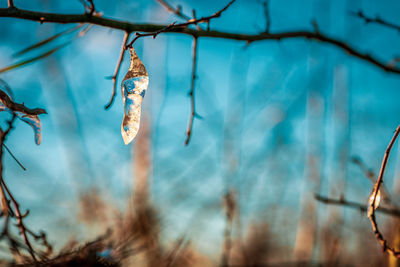 Icicles colored by sunlight