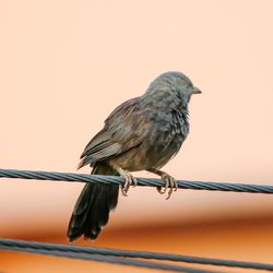 Close-up of bird perching on railing against sky