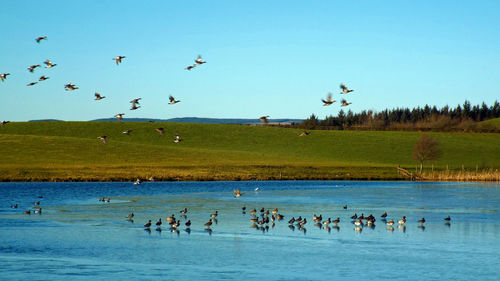 Flock of birds flying over lake