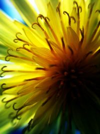 Macro shot of yellow flower