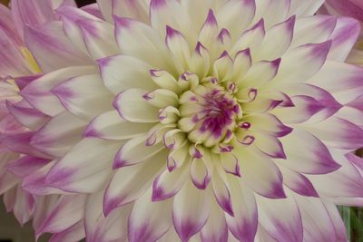 Close-up of pink dahlia