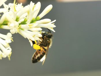 Close-up of insect on white flower