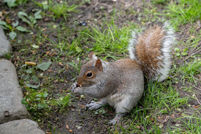 High angle view of squirrel on field