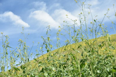 Plants growing on field against sky