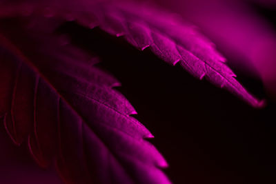 Close-up of pink rose plant