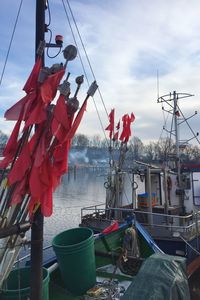 Red flags hanging by tree against sky