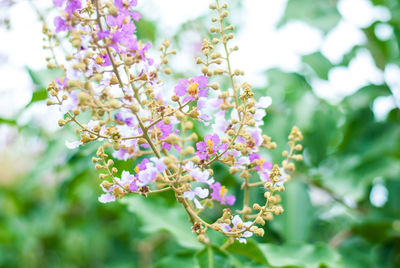 Close-up of purple flowering plant