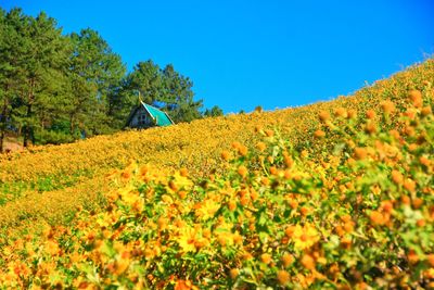 Scenic view of flowering trees on field against clear blue sky