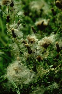 Close-up of wilted plant