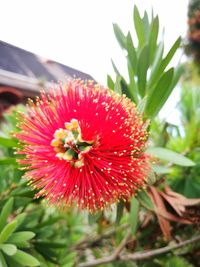 Close-up of red flower