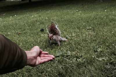 Cropped image of person by squirrel on field