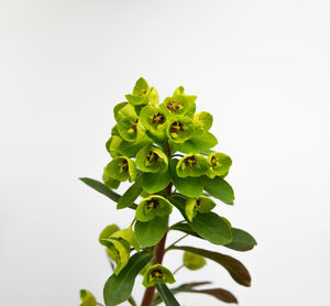 Close-up of green plant against white background