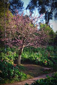 Tree in bloom