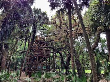 Low angle view of trees in forest