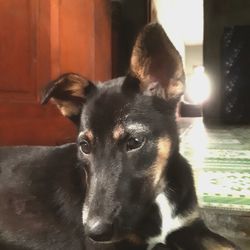 Close-up portrait of dog relaxing at home