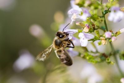 Close-up of bee on flower