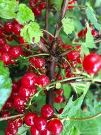 Close-up of cherries growing on plant