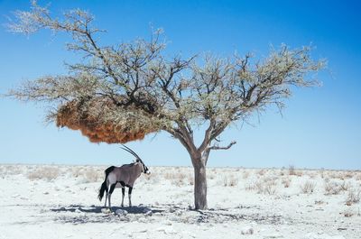 Gemsbok against clear sky