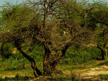 View of tree in forest