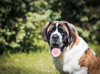 Close-up of a dog on field