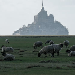 Herd of sheep on field against sky m'ont saint michel