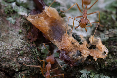 Close-up of insect on plant