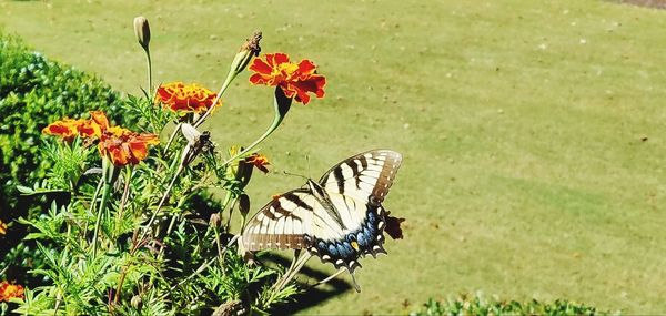 Butterfly on flower