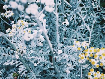 Close-up of white flowers