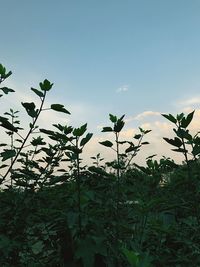 Low angle view of plants against sky