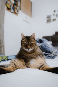 Portrait of a cat resting