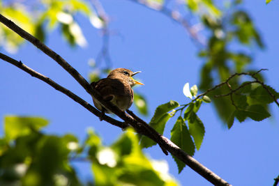 Low angle view of bird perching on branch against sky